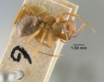 Media type: image;   Entomology 21711 Aspect: habitus lateral view
